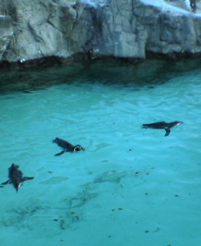 水族館はきもちがいい。_b0051778_34374.jpg