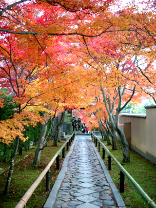 芸術の光悦寺_a0021980_4291659.jpg