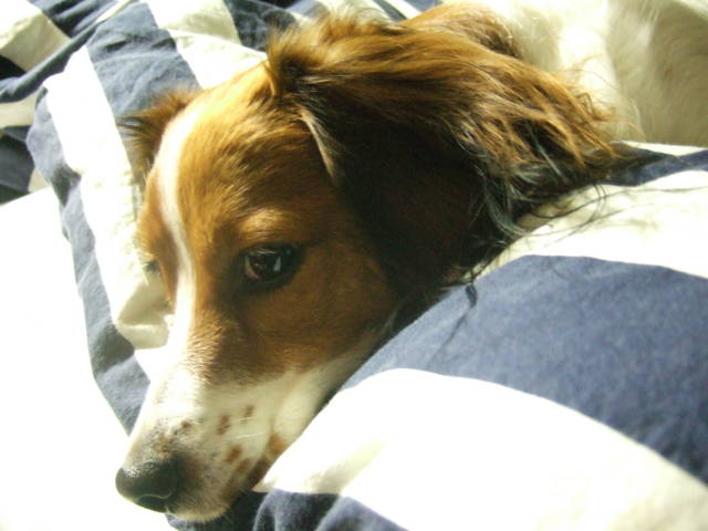 c0075585_133596.jpg