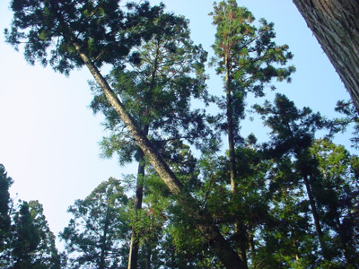 c0049902_19321477.jpg