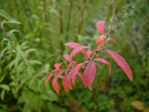 e0062207_0312555.jpg