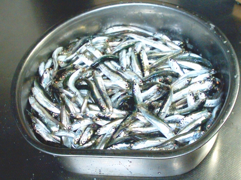 まだまだ 小イワシ 回遊中 すすむの気まぐれ釣り日記 まだまだ 小イワシ 回遊中 すすむの気まぐれ釣り日記