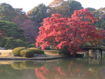 特別名勝：六義園（りくぎえん）_c0019665_2145038.jpg