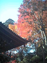 紅葉・・・高尾山_e0045792_15294454.jpg