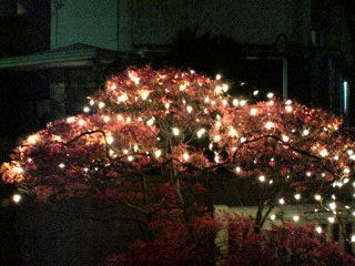 c0052600_23265386.jpg