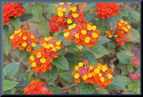 ベトナムの花 ２０ ランタナ えるだま 世界の国から
