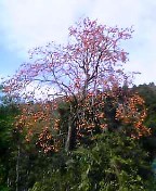 b0050104_2110318.jpg