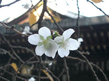 e0034012_202915.jpg