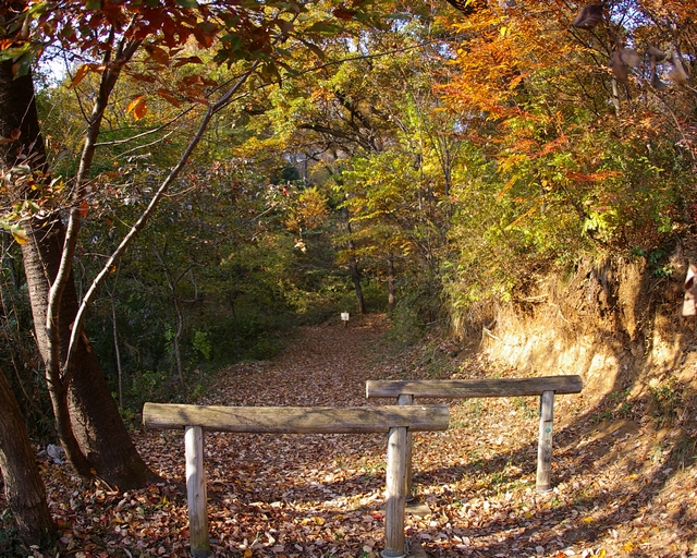 11/27　晴れ　都立野山北公園へその1_a0060230_0211153.jpg