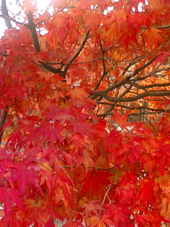c0029037_23584913.jpg