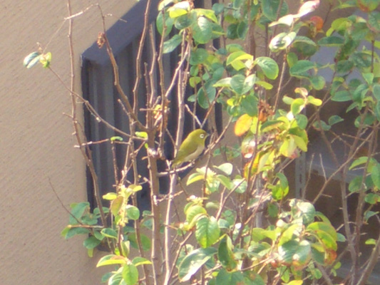 e0020945_8344772.jpg