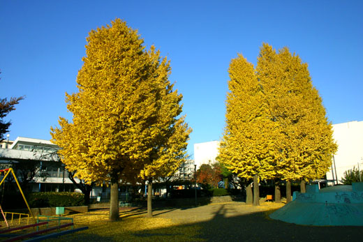 銀杏の紅葉_e0008000_1919720.jpg