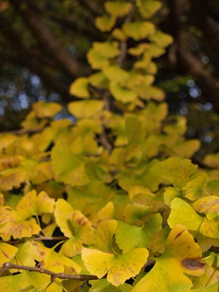 冬桜と銀杏_f0002801_23392873.jpg