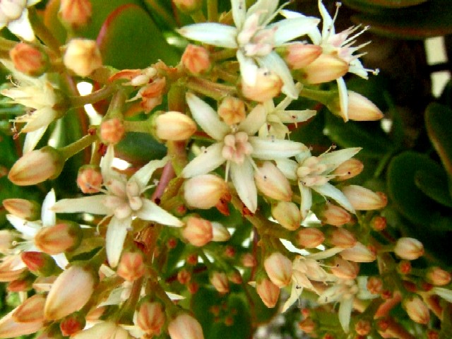 c0062603_1750540.jpg