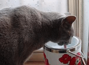 c0066610_125730100.gif