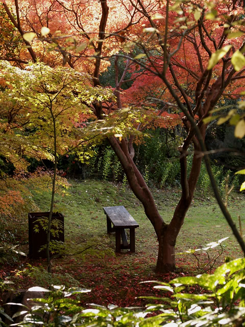 みろくの里　その五　紅葉三昧の後編(^^;)_c0021726_21155056.jpg