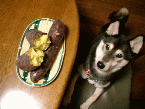 b0068647_22415238.gif