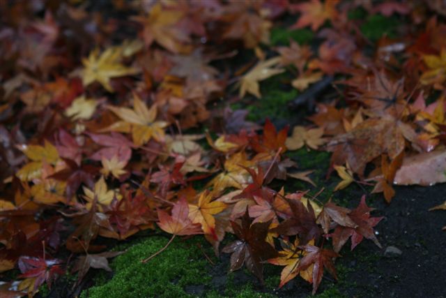 香川の紅葉_e0048391_18305984.jpg