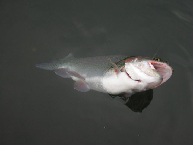 d0042500_22202131.jpg