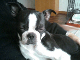 e0080117_0153727.gif