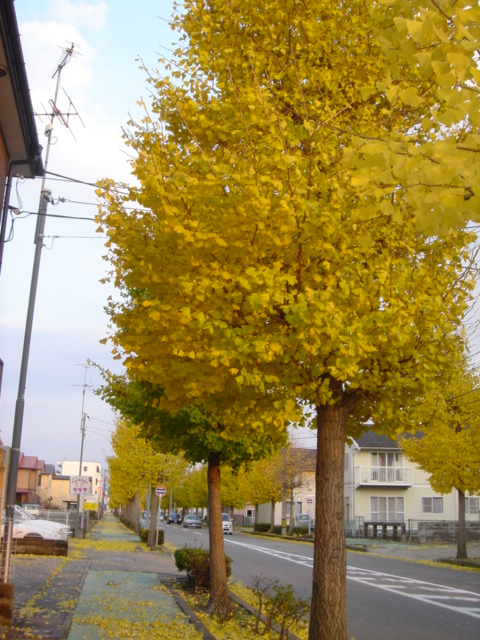 c0003723_2013113.jpg
