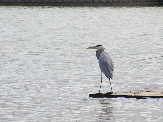 釣り人とアオサギ_a0018655_18435339.jpg