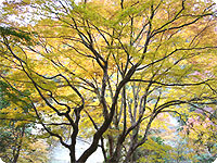 日高邸跡の紅葉_b0008655_23321426.jpg