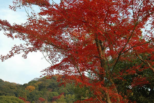 京都の紅葉_a0046086_8174052.jpg