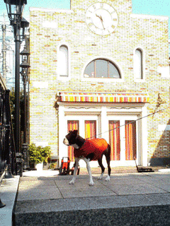 e0080117_2322893.gif
