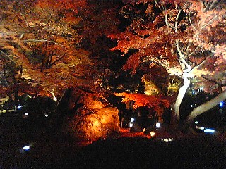 嵐山、宝厳院の紅葉ライトアップ_a0057559_14393957.jpg