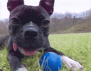 e0080117_22334713.gif