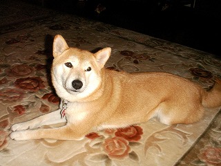 e0072023_164561.jpg