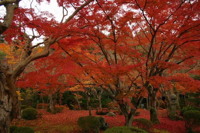 紅葉　～京都にて_c0003036_20595067.jpg