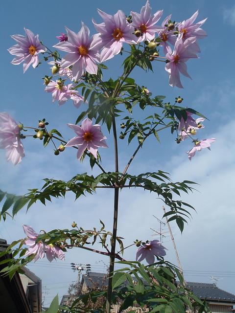 王様ダリアが咲きました 四季の花々
