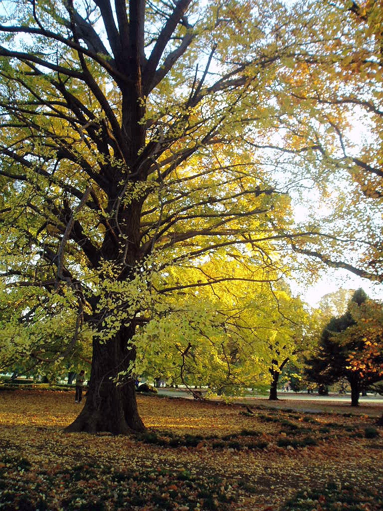 様々な紅葉（２）…東京、オーレオリンに染まる頃_e0064158_23401864.jpg