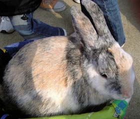 神戸王子動物園_d0045862_2435179.jpg