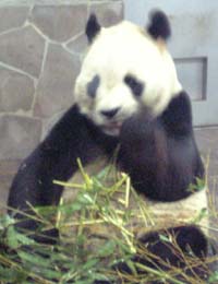 神戸王子動物園_d0045862_2491812.jpg