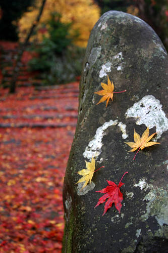 琵琶湖紅葉紀行（１１月３０日、１２月１日）_c0057265_1453616.jpg