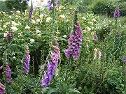 b0062185_2346357.jpg