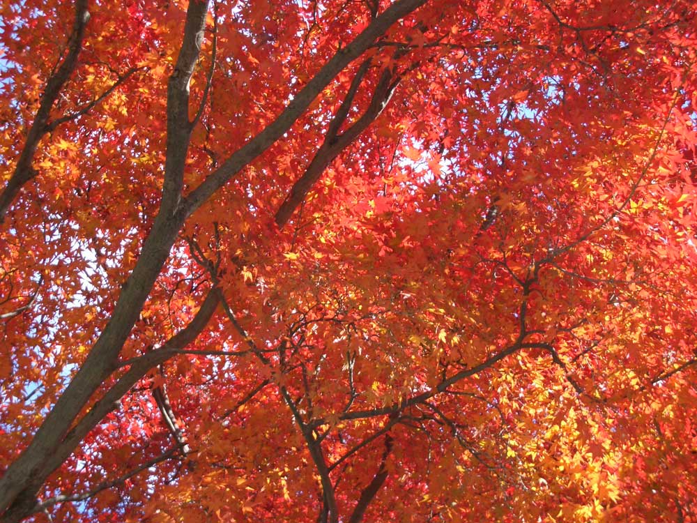 京都の旅（紅葉の南禅寺）2_b0046204_22354384.jpg