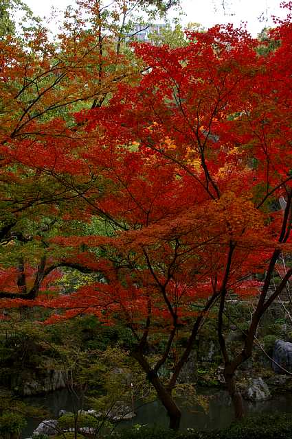 和歌山城　~紅葉渓庭園～_a0056769_2502294.jpg