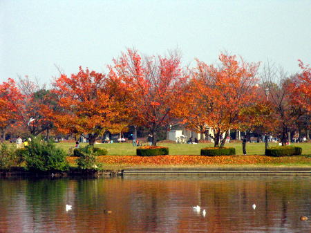 水元公園の紅葉♪_c0038983_1143468.jpg