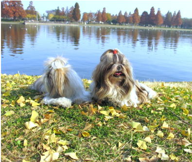 水元公園の紅葉♪_c0038983_1144338.jpg