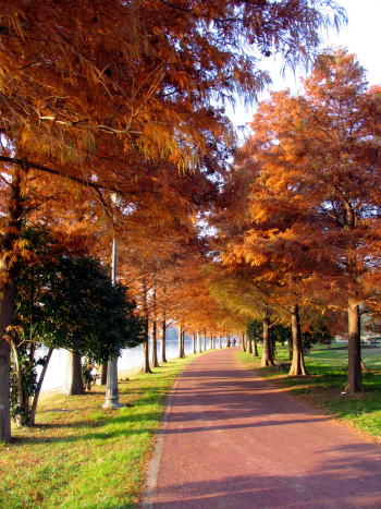 水元公園の紅葉♪_c0038983_11541836.jpg