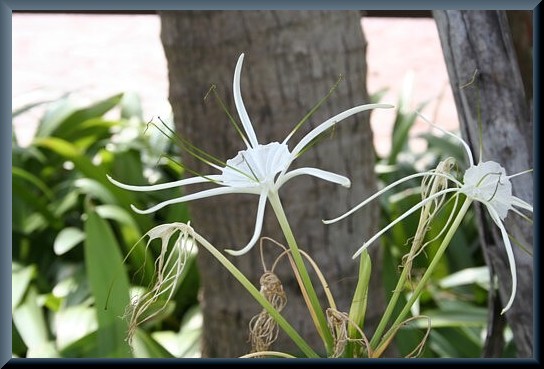 タイの花（４）スパイダーリリー_e0031500_010741.jpg