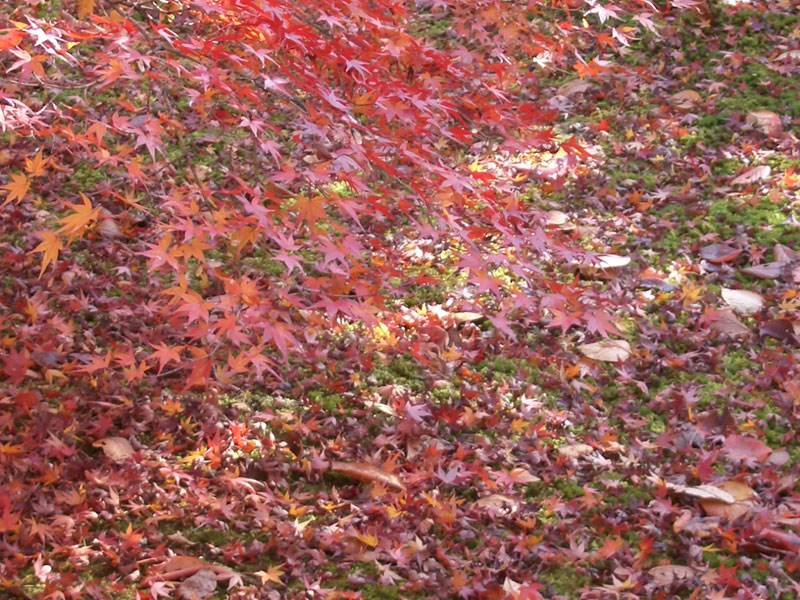 b0046204_015053.jpg