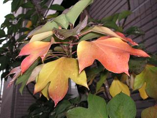 繰り返し使える こんにゃくのカイロ・・・小学校時代_a0050728_1820298.jpg