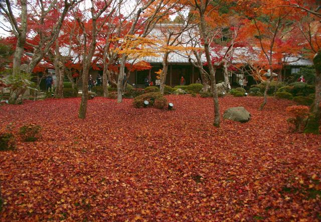 今年の京都_c0003036_13224310.jpg