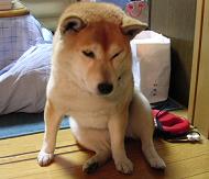 これだけ寒くなると。。。_c0049950_2248146.jpg