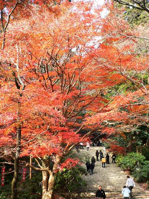 室生寺の紅葉_d0042474_19494111.jpg